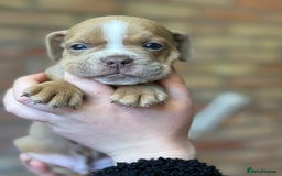 Mixed Breed dogs for sale: Bulldog de Bordeaux  - Image 21