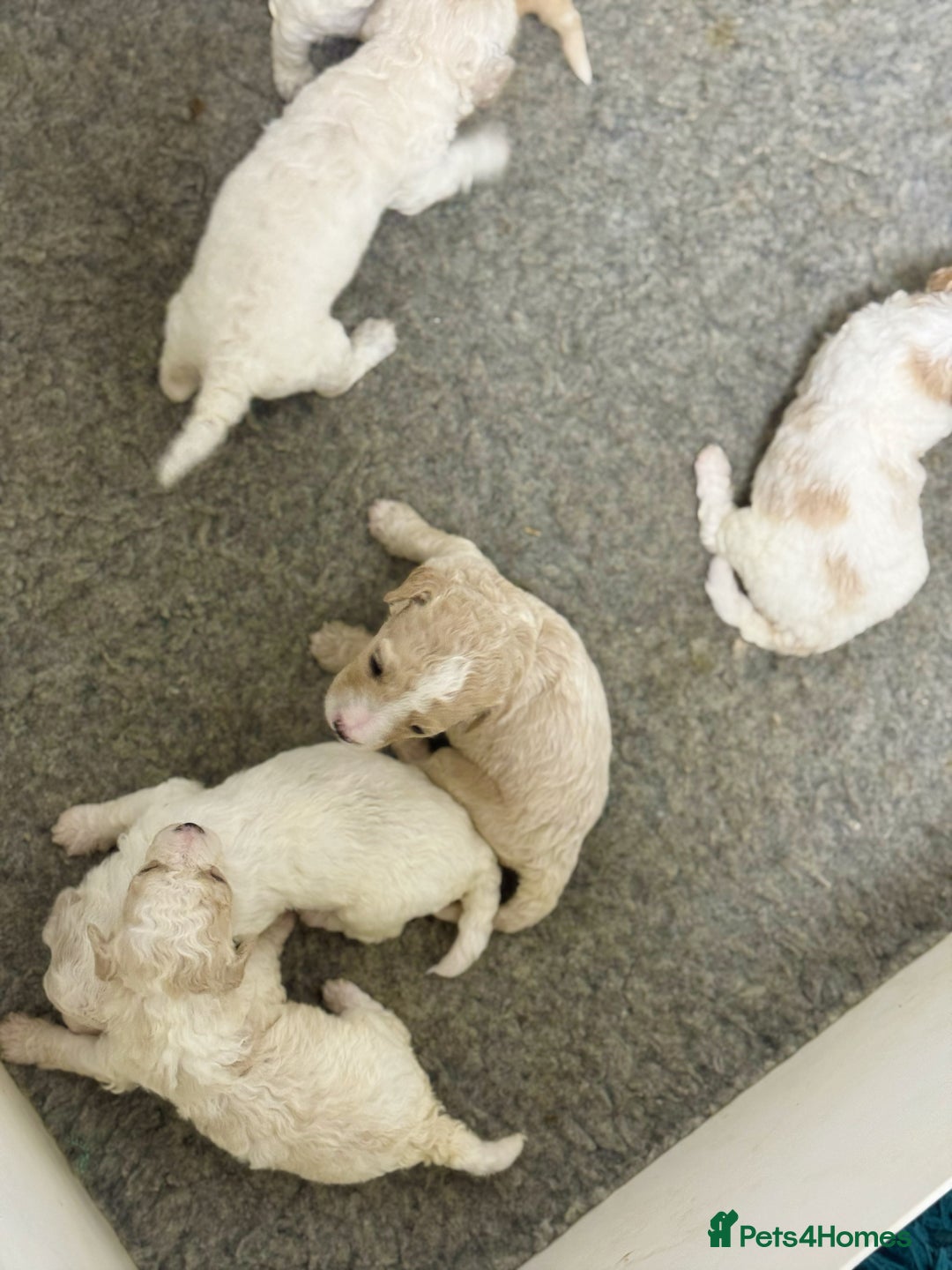 Cavapoochon dogs for sale: Cavapoochon puppies  - Image 35