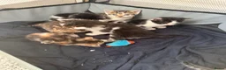 Bengal cats for sale: Bengal / Norwegian forest - Advert 8