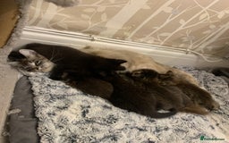 Ragdoll cats for sale: Beautiful Ragdoll/Bengal cross - Image 7
