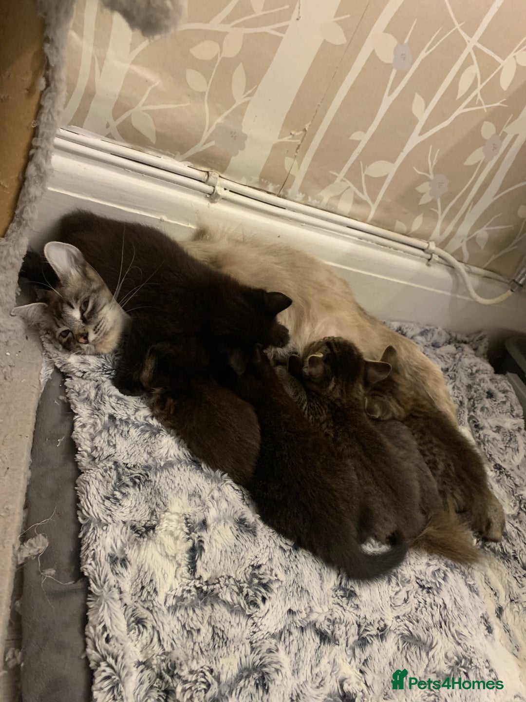 Ragdoll cats for sale: Beautiful Ragdoll/Bengal cross - Image 7