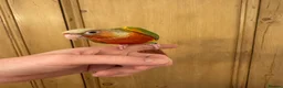 Conures birds for sale: Hand Reared Conures For Sale - Advert 11