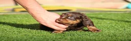 Cocker Spaniel dogs for sale: Beautiful pups in Durham - Advert 17