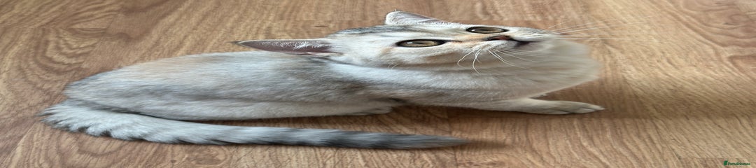 British Shorthair Kitten 2