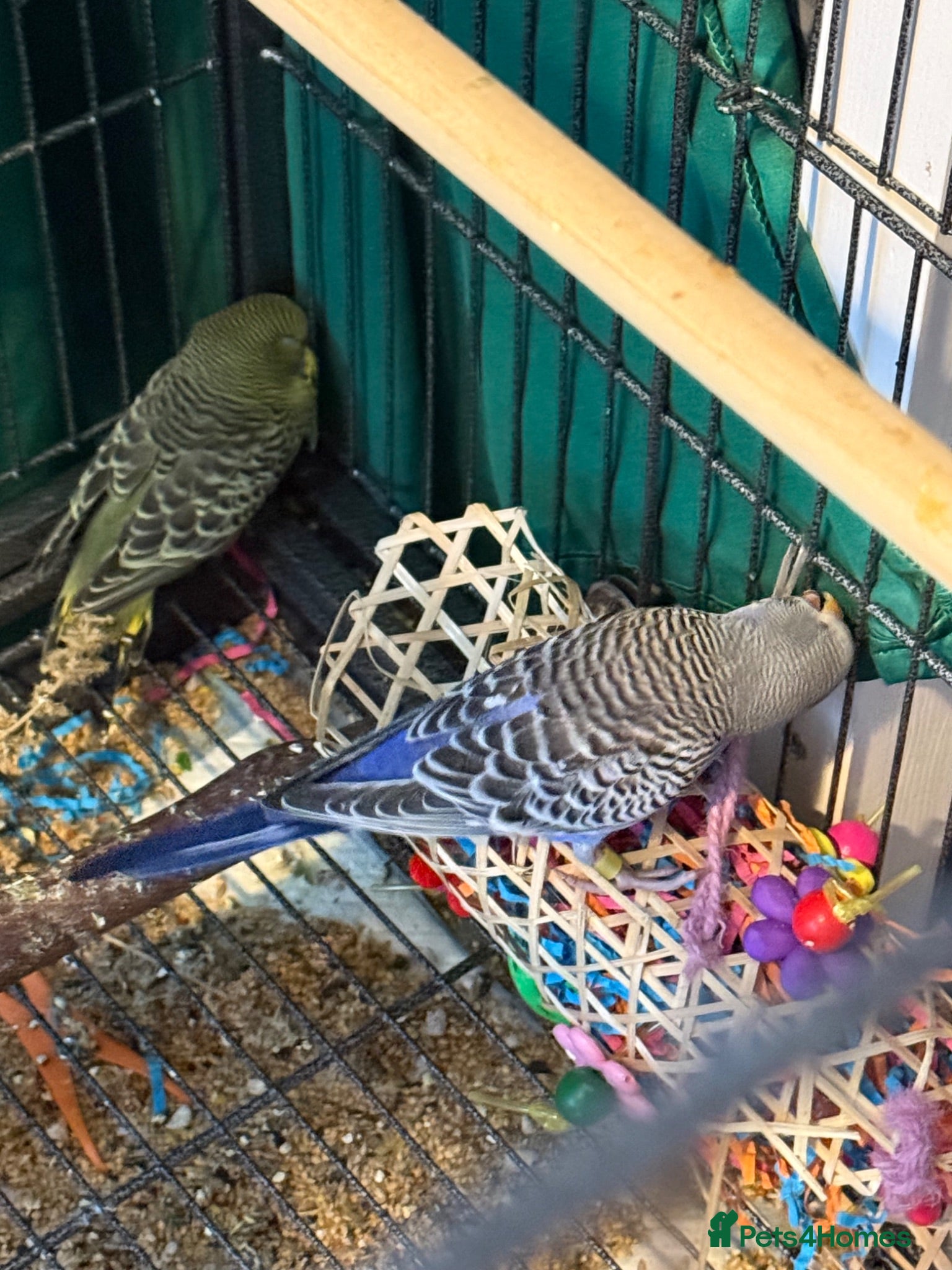 Budgerigars birds 8 week old baby budgies available in Runcorn - Advert 2