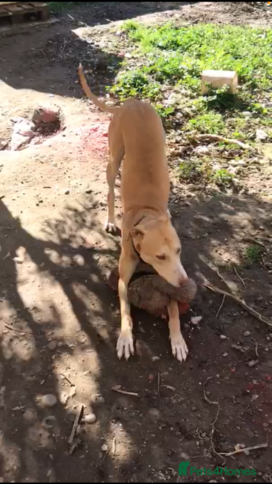 Greyhound dogs for sale: READY TO GO ASAP - Advert 2