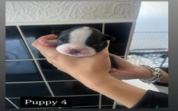 Boston Terrier dogs for sale: MAGGIES BEAUTIFUL PUPPIES  - Image 8