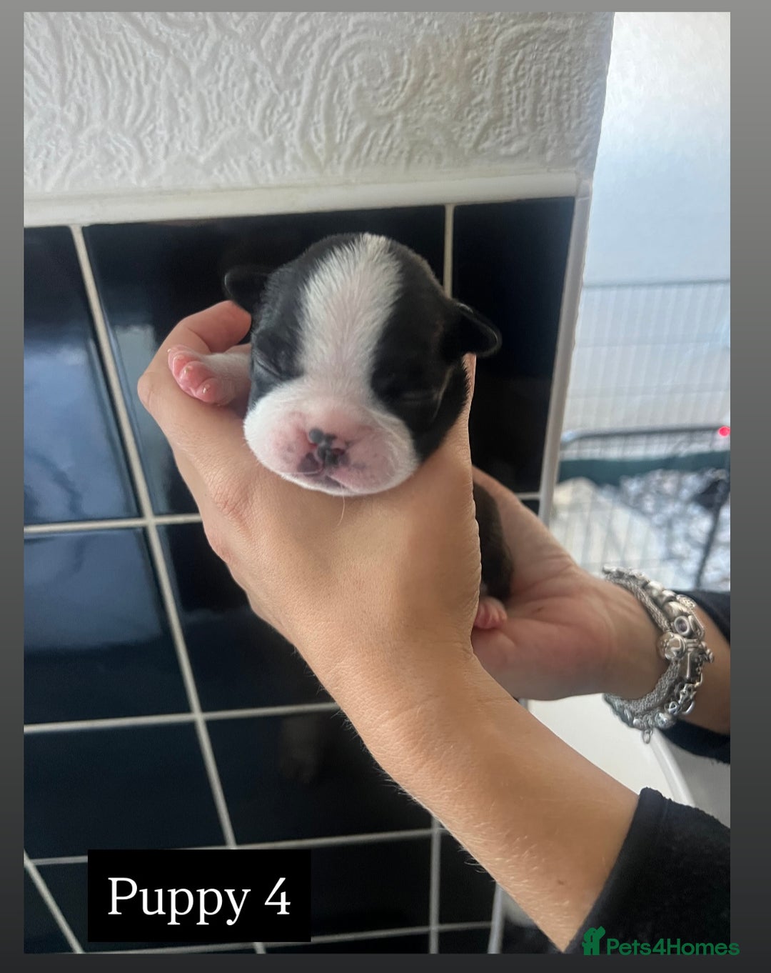 Boston Terrier dogs for sale: MAGGIES BEAUTIFUL PUPPIES  - Image 8