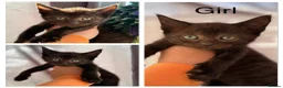 Mixed Breed cats for sale: Gorgeous Friendly Family Kittens  - Advert 3
