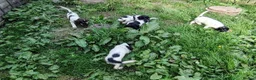 English Springer Spaniel dogs for sale: KC English Springer Spaniel pups - Advert 4