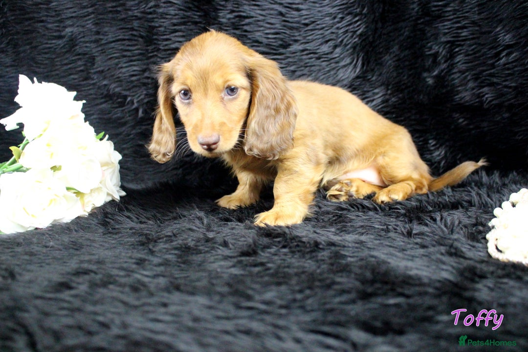 Miniature Dachshund dogs for sale: KC PRA Clear Mini Longhair Daxies – Dapple - Advert 20