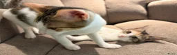Mixed Breed cats for adoption: Cleo and Junior - lovely kitties - Advert 9