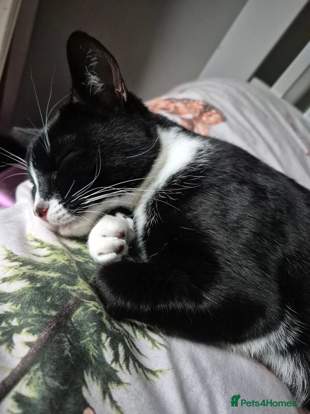 Mixed Breed cats for sale: Dolli mix  - Advert 1
