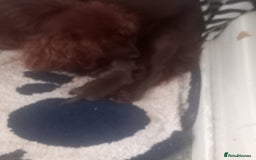 Mixed Breed dogs for sale: Cockerjack puppies - Image 11