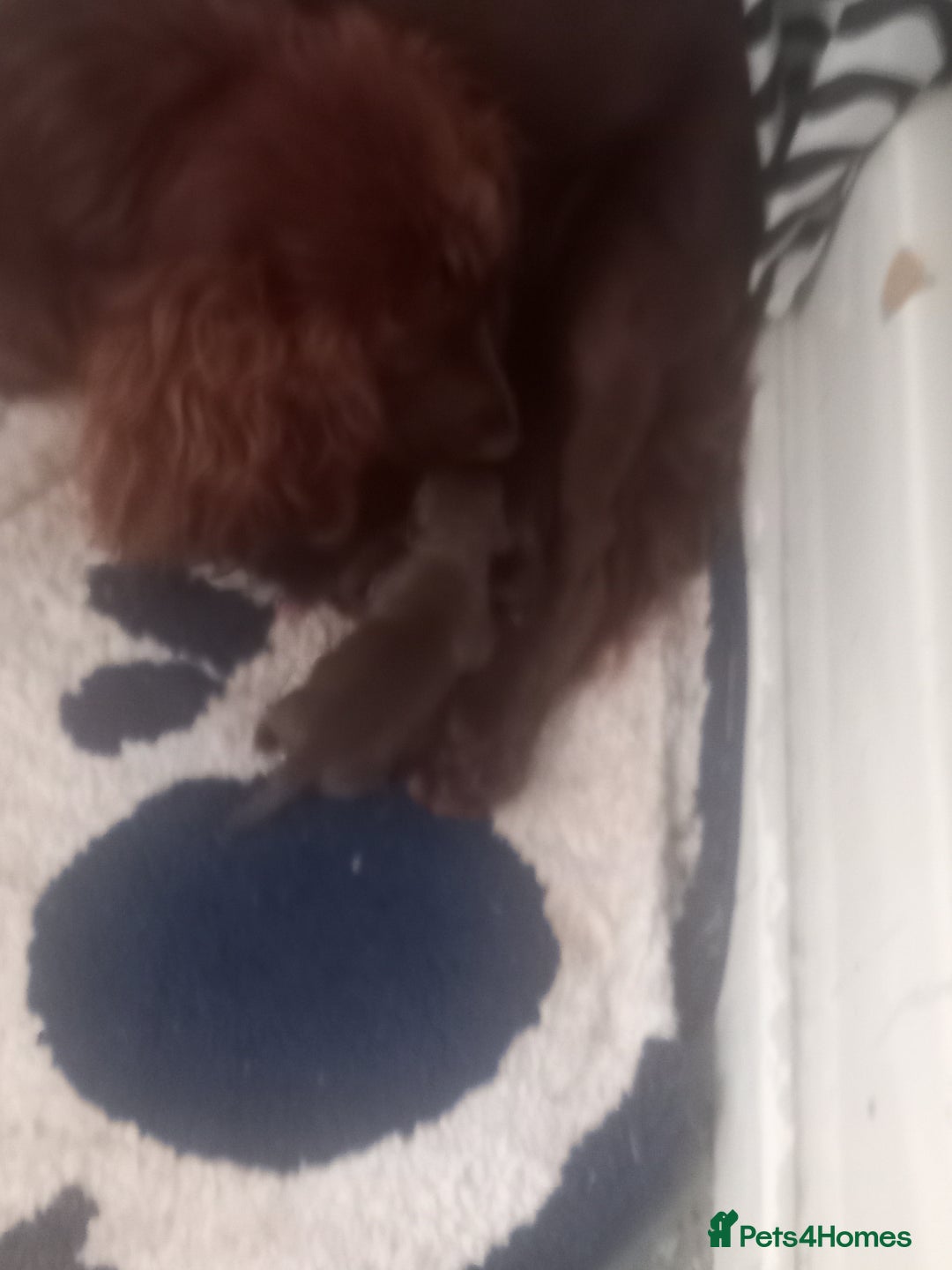 Mixed Breed dogs for sale: Cockerjack puppies - Image 11