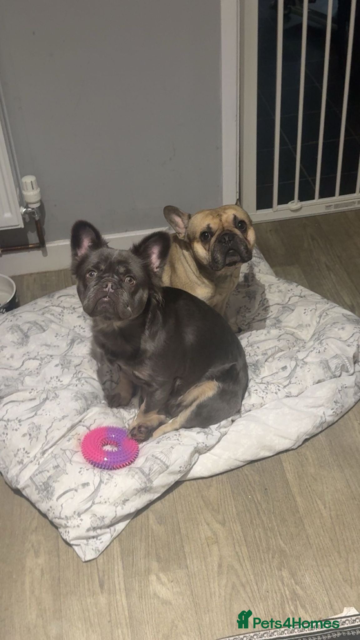 French Bulldog dogs Three puppies remaining - Advert 1