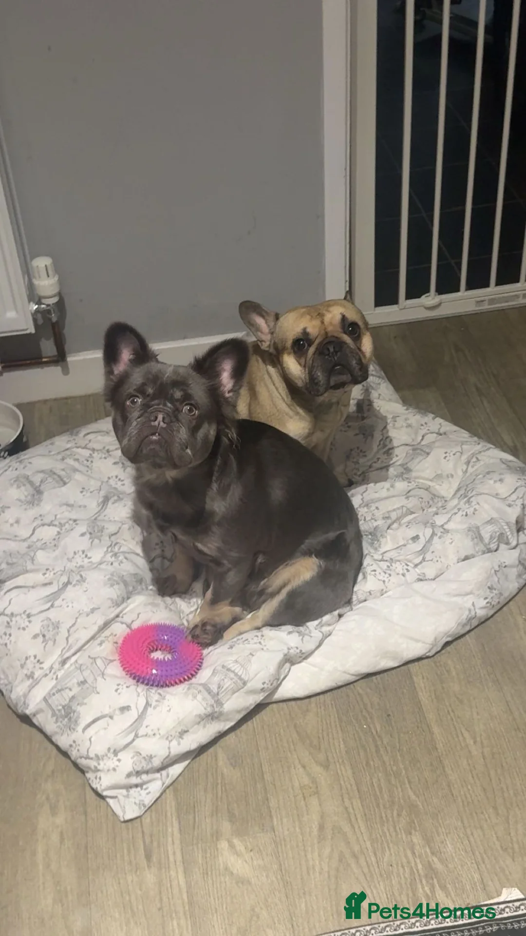 French Bulldog dogs for sale: Three puppies remaining in Scunthorpe - Advert 1
