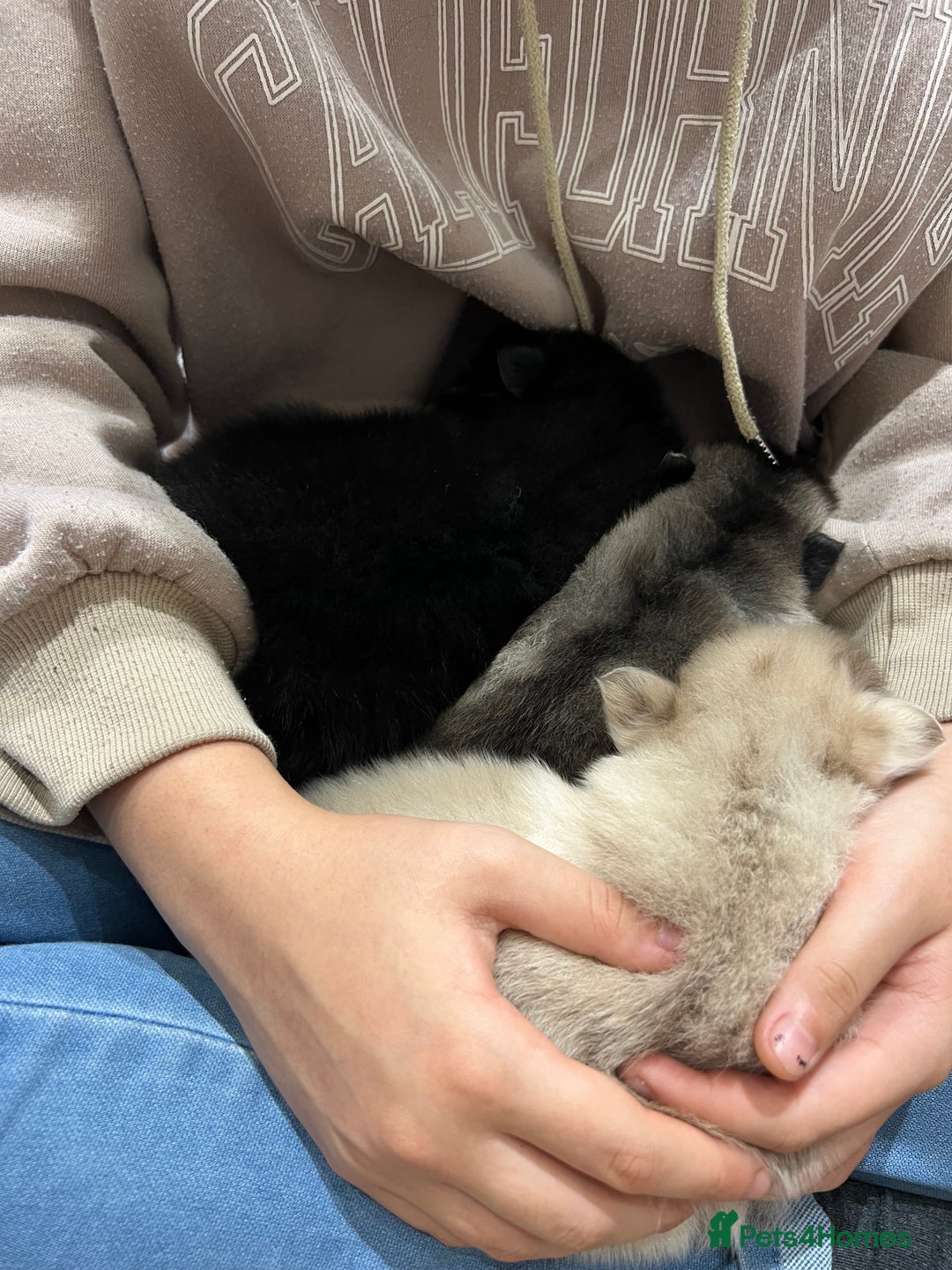Pomsky dogs for sale: Pomsky puppies  - Image 10