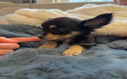 Chihuahua dogs for sale: Small Beautiful Chihuahua Puppies  - Image 4