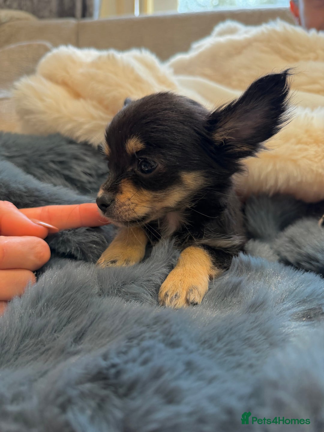 Chihuahua dogs for sale: Small Beautiful Chihuahua Puppies  - Image 4
