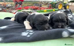 English Springer Spaniel dogs for sale: Gorgeous marked English Springer Spaniel pups  - Image 9