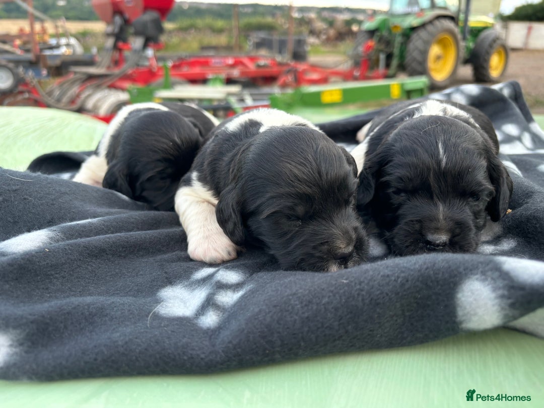 English Springer Spaniel dogs for sale: Gorgeous marked English Springer Spaniel pups  - Image 9