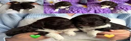 Australian Labradoodle dogs for sale: Miniature Australian Labradoodle Puppies - Advert 12
