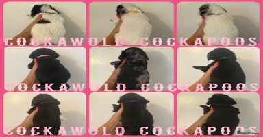 Cockapoo dogs - Advert 2