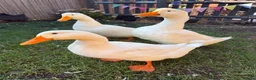 Ducks poultry for sale: Aylesbury Ducks in Tonbridge - Advert 7
