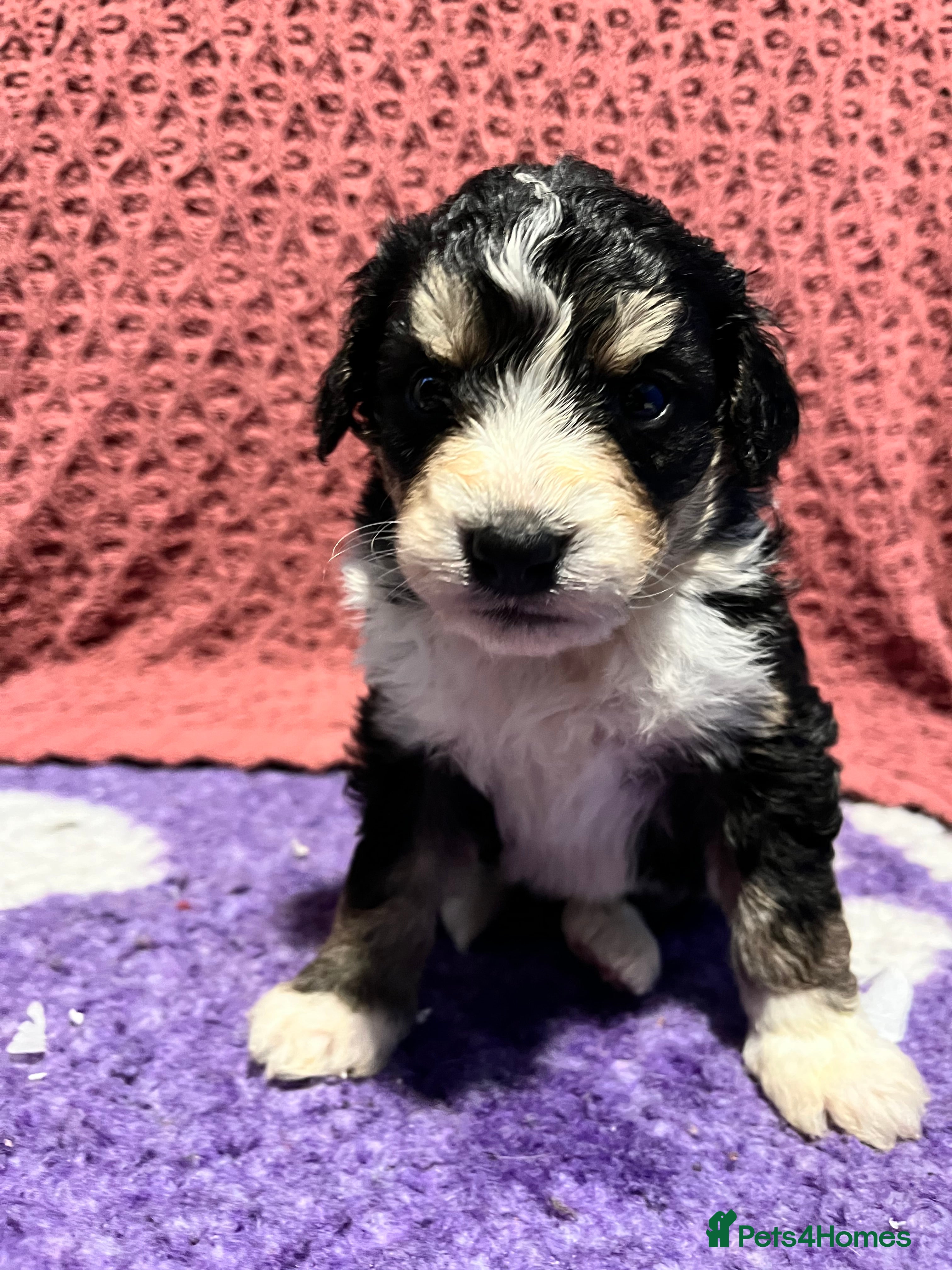 Bernedoodle dogs 1 Girl available  - Advert 4