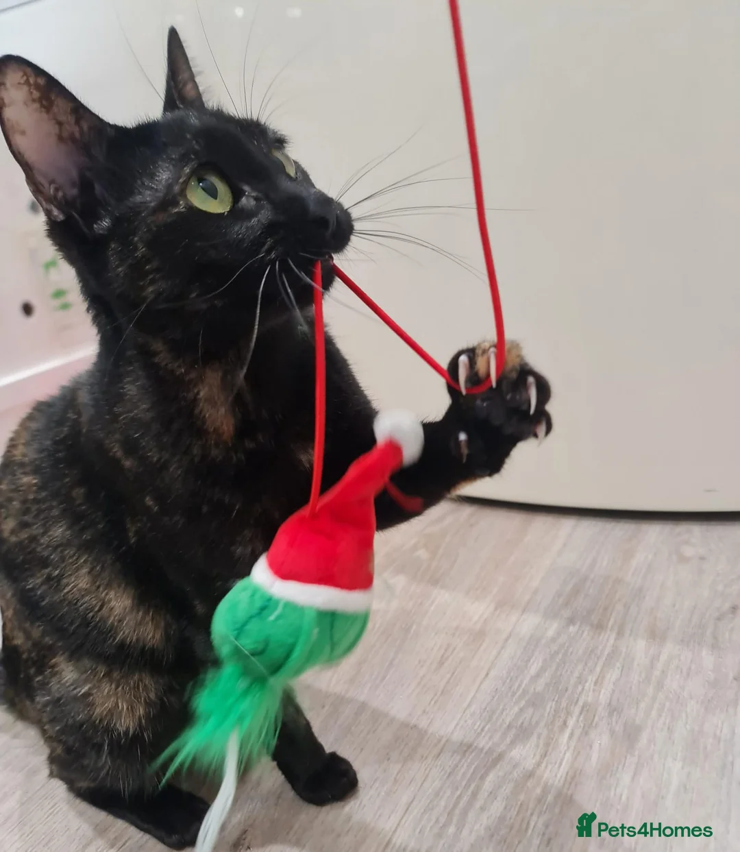 Mixed Breed cats for adoption: Indoor Tortie - super affectionate, chatty, loving - Advert 5