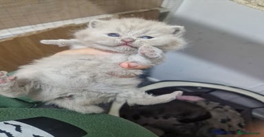 British Shorthair cats - Advert 14