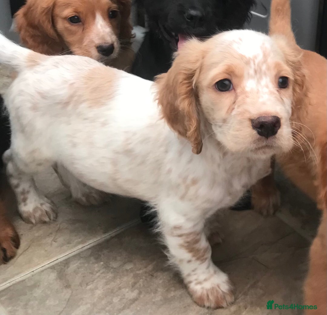 Sprocker dogs for sale: Sprocker pups  - Image 7
