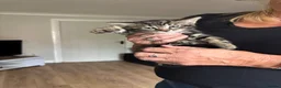 Mixed Breed cats for sale: Adorable kittens - Advert 5