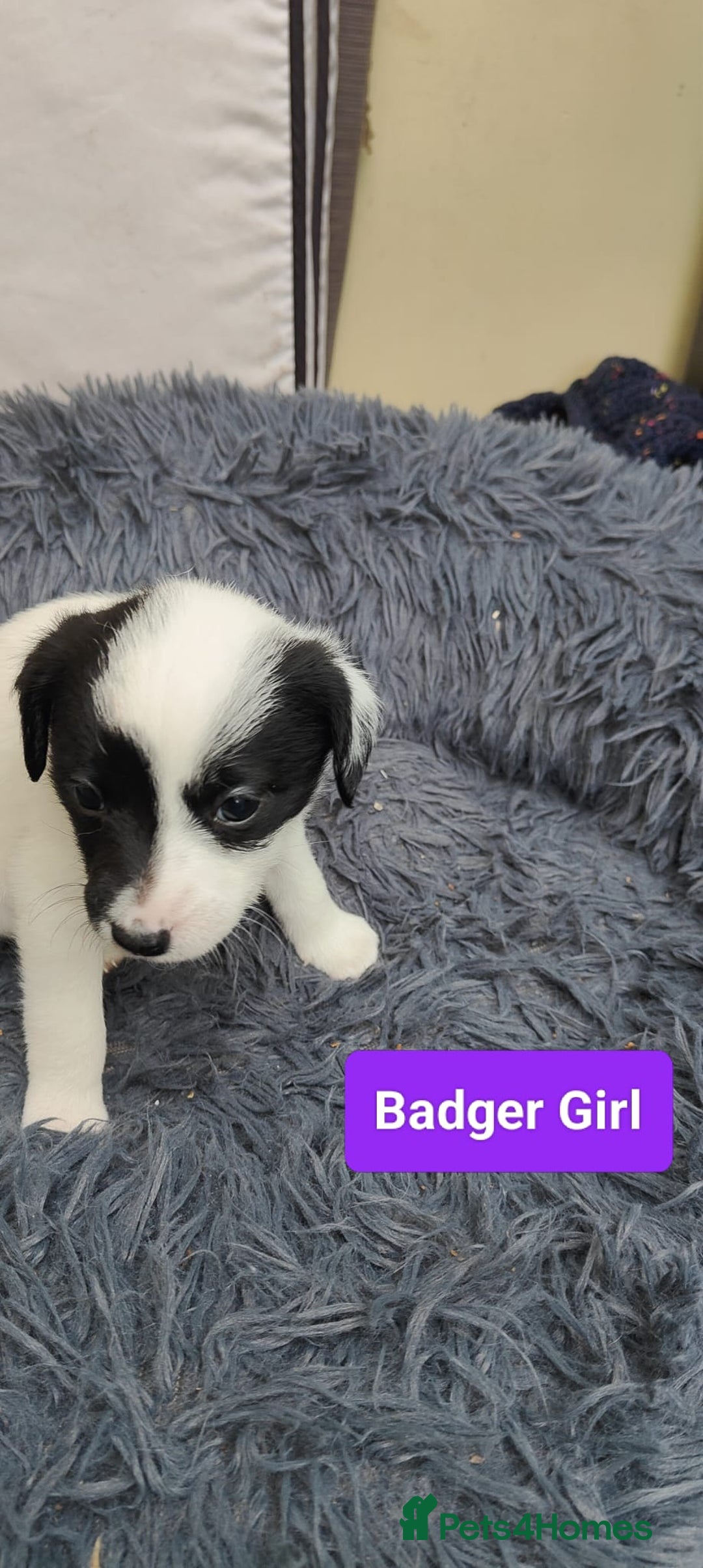 Mixed Breed dogs for sale: Lowchen (non Shedding like Poodle ) x Patterdale  - Advert 4