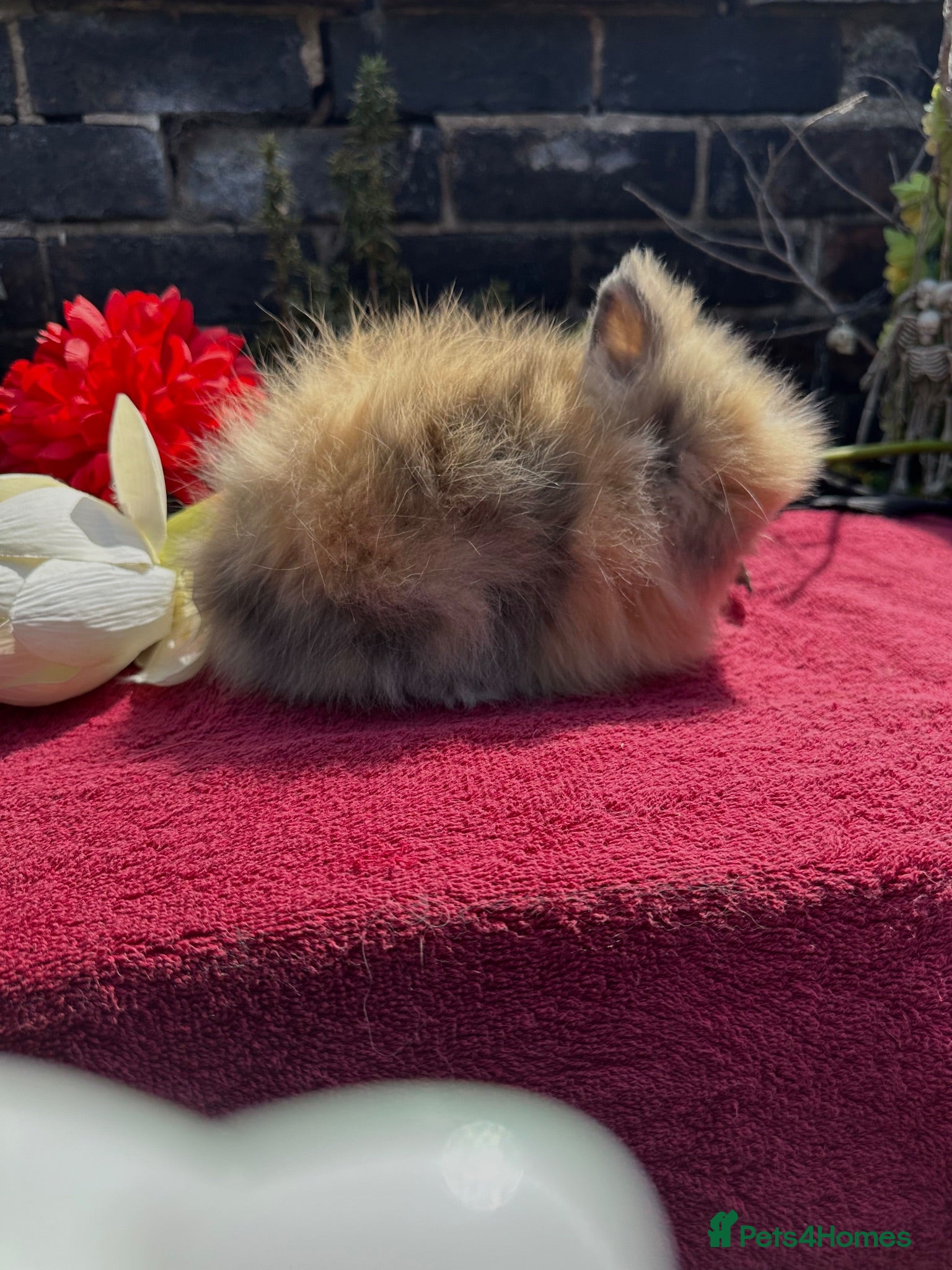 Lionhead rabbits Lionhead Baby Bunies  - Advert 8