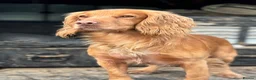 Cocker Spaniel dogs for stud: KCRegisteredHealthTestedStud- Salixjager of Silva  in Wallingford - Advert 3