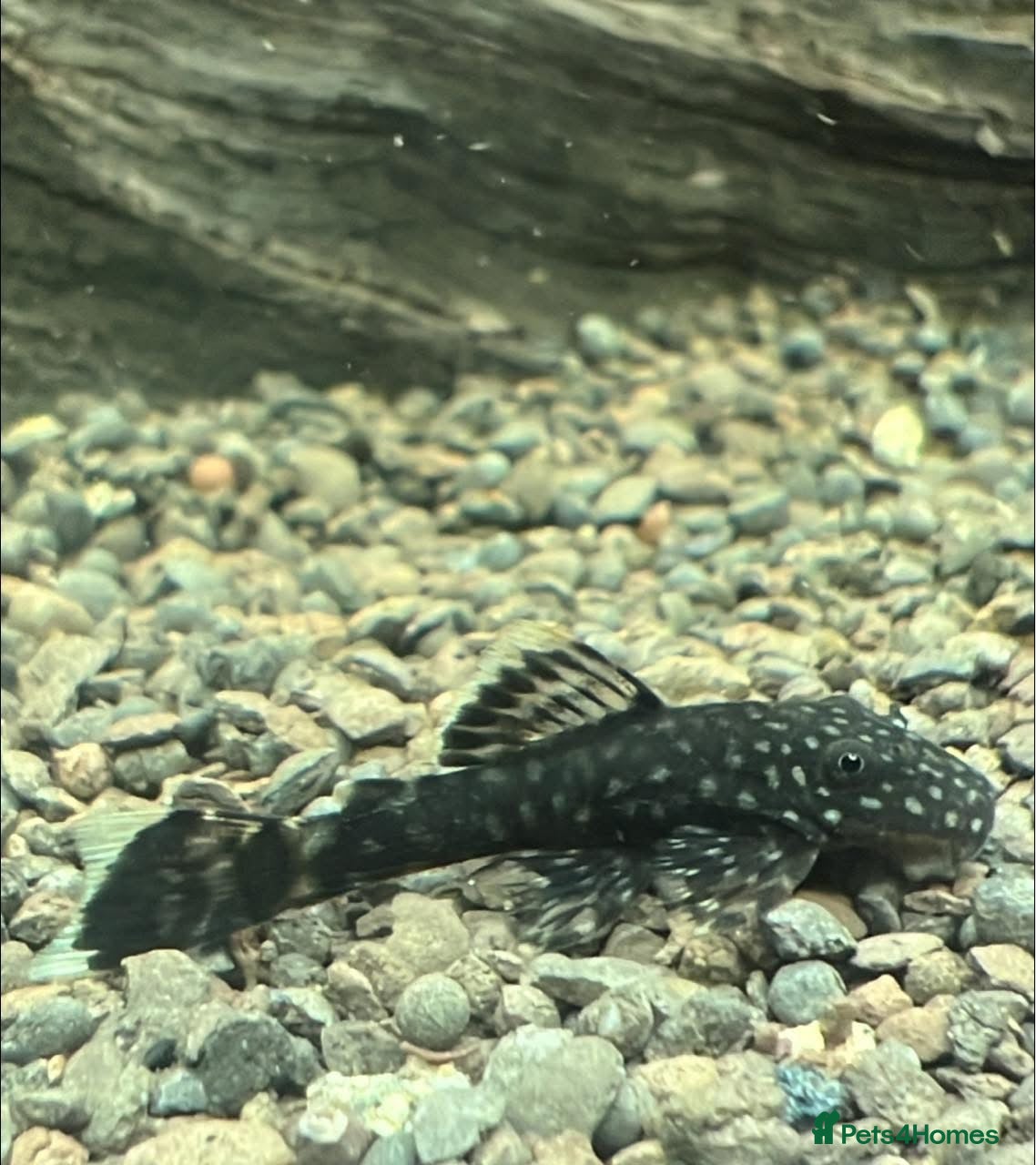 Plecos fish Pleco babies - Advert 1