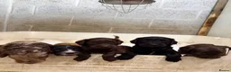 Sproodle dogs for sale: Beautiful Sproodles for sale F1 - Advert 12