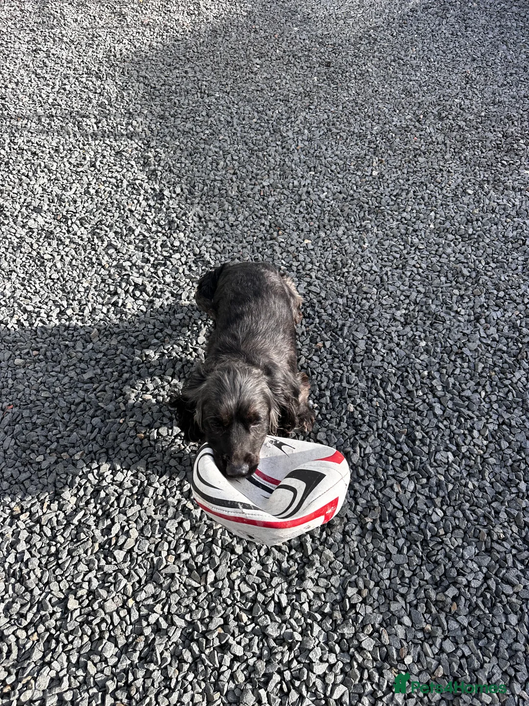 Cocker Spaniel dogs for sale: Four year-old cocker spaniel dog in Spalding - Advert 3