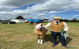 Welsh Section A horses for sale: Beautiful Dunn Welsh A pony - Image 7