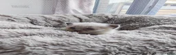 Mixed Breed cats for sale: Beautiful Sphynx x ragdoll kittens  - Advert 30