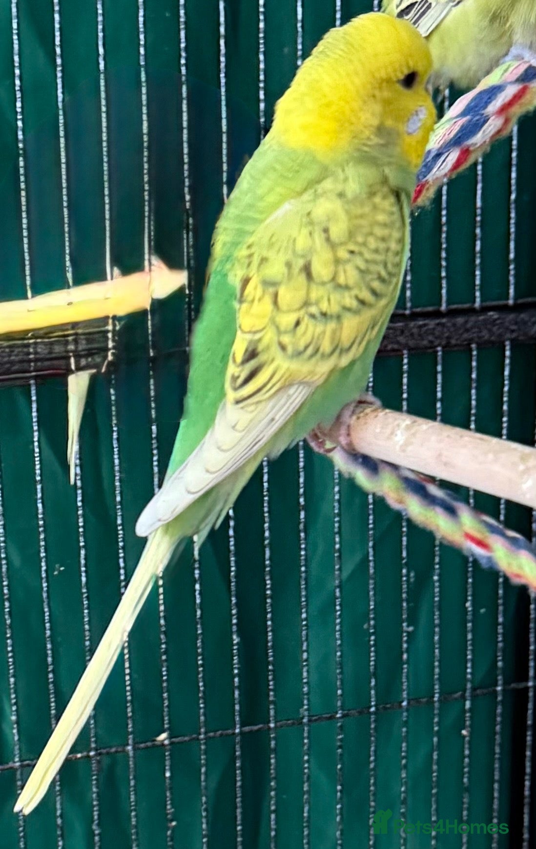 Budgerigars birds Young budgies males & females (please read ad)   - Advert 1