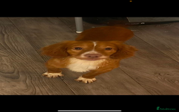 Cocker Spaniel dogs for sale: Cocker spaniel boy  - Image 1