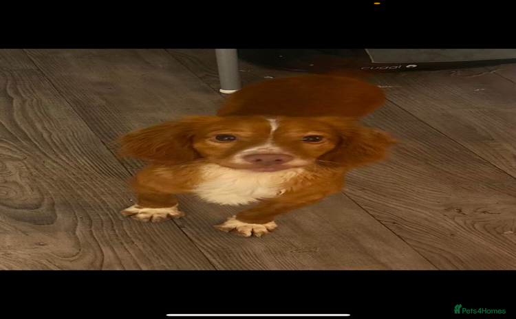 Cocker Spaniel dogs - Advert 2