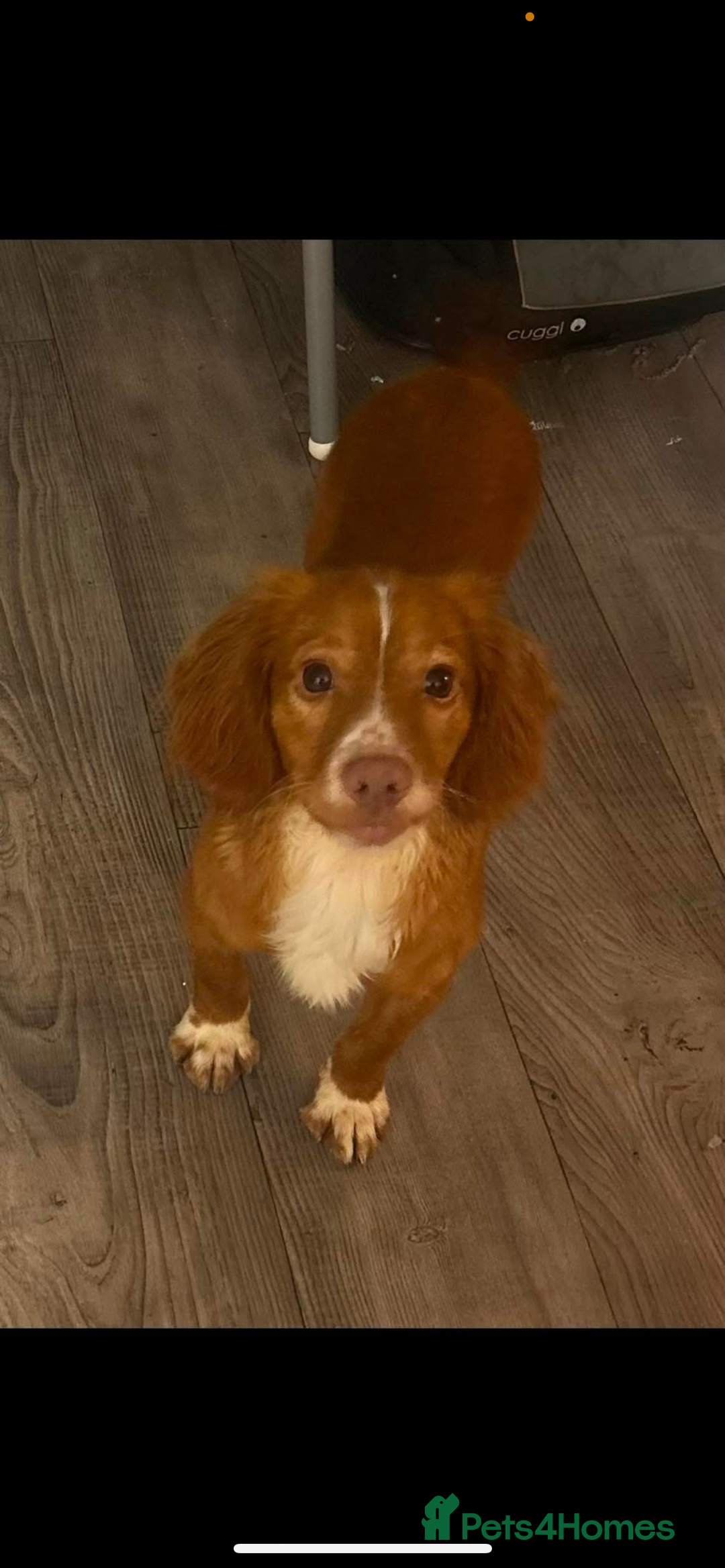 Cocker Spaniel dogs for sale: Cocker spaniel boy  - Image 1