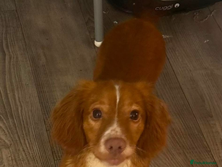 Cocker Spaniel dogs - Advert 1