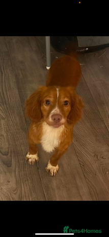 Cocker Spaniel dogs - Advert 2