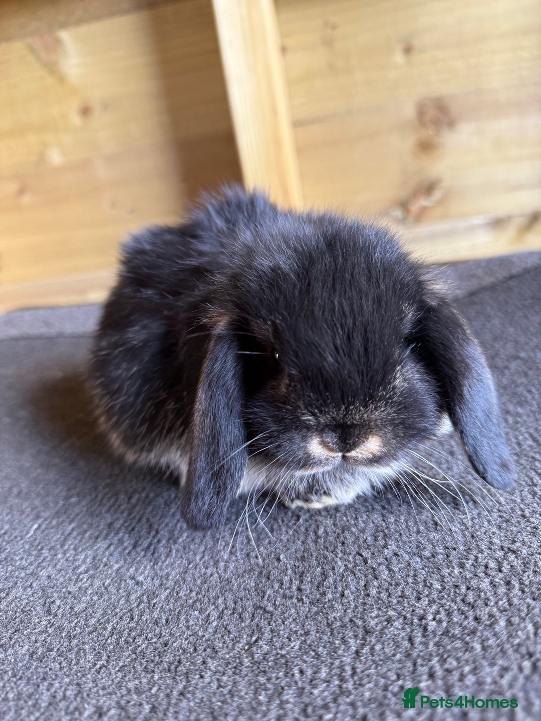 Mini Lop rabbits for sale: 🖤🩶 GORGEOUS LITTER OF PUREBRED MINI LOPS 🖤🩶 - Image 8