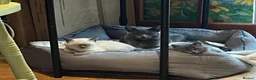 Oriental cats for sale: 7 RAGDOLL/SIAMESE KITTENS  - Advert 34
